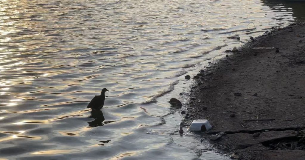 lagoa da pampulha poluição