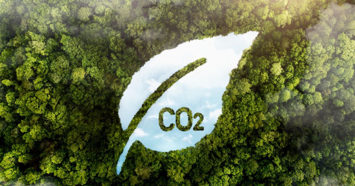 Sequestro de carbono x descarbonização: o que significa cada conceito