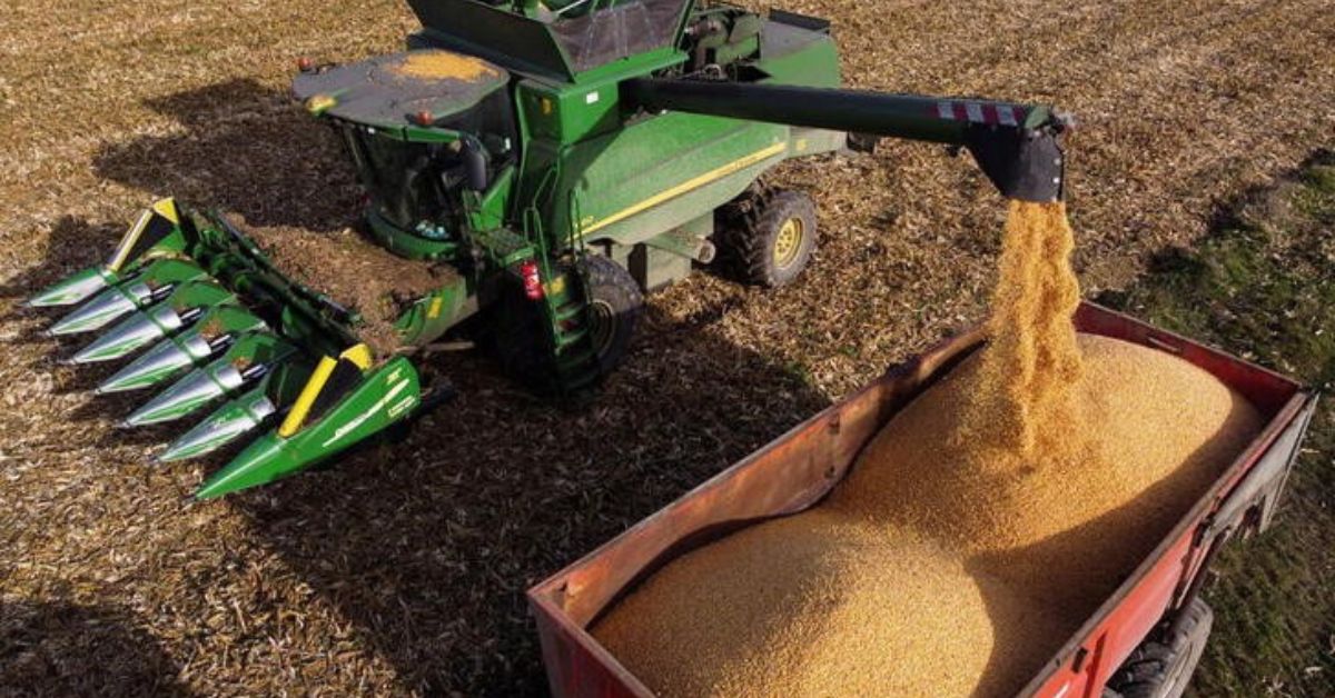 Colheita de milho do Brasil avança mais lentamente com chuvas, diz Pátria AgroNegócios