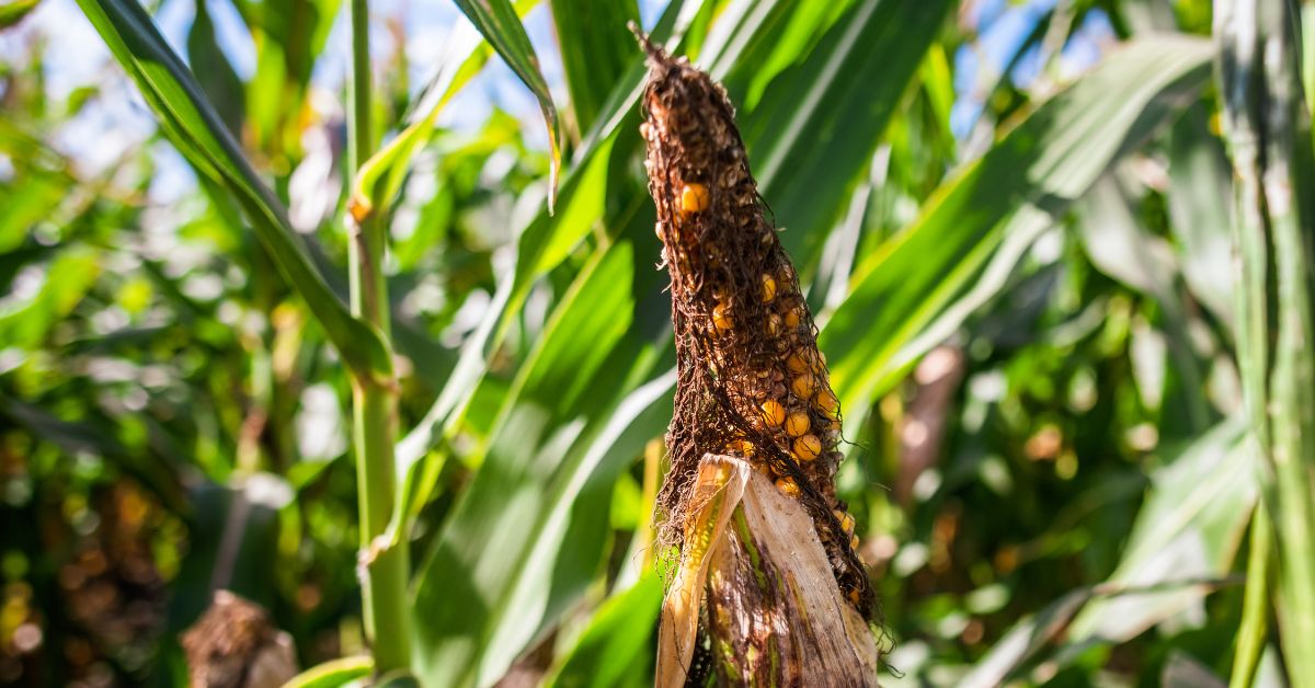 Estiagem prolongada desafia produtores rurais em Minas Gerais