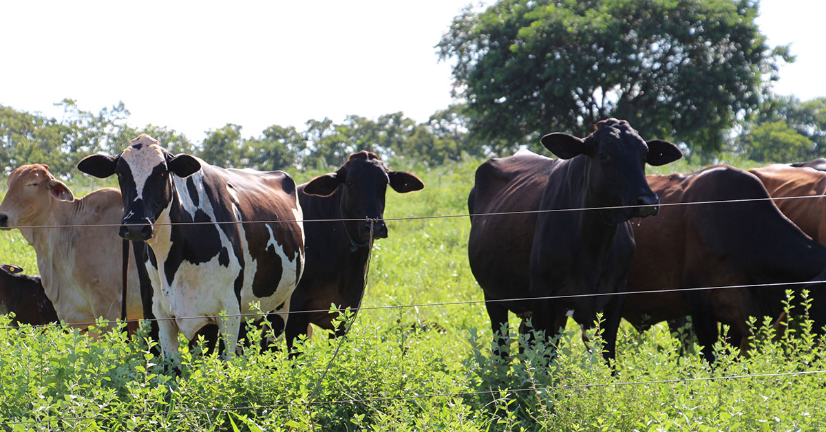 Faturamento bruto do agronegócio mineiro pode cair 0,2% em 2023