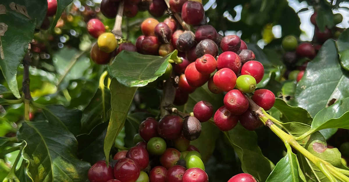Faturamento das exportações do agronegócio retrai 9,7%