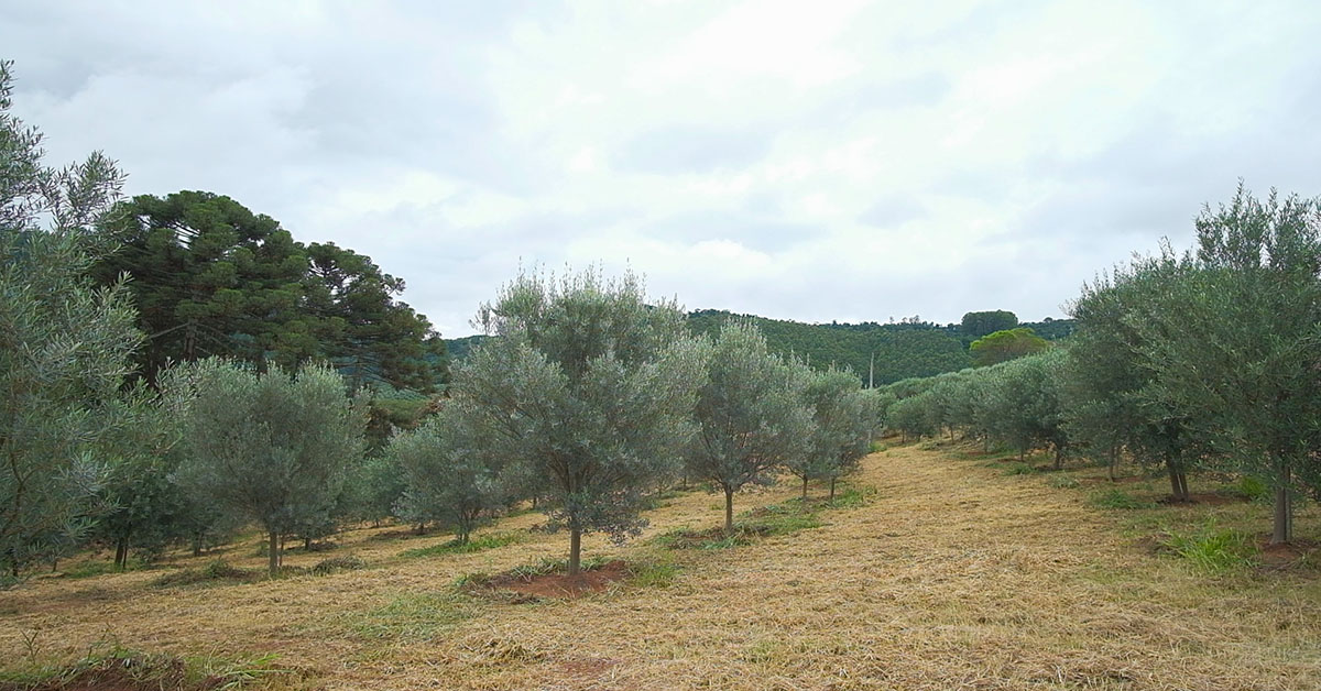 No Sul de MG, na região da Serra da Mantiqueira, extensas oliveiras preenchem paisagens; de lá saem azeites premiados | Crédito: Fazenda Irarema/Divulgação