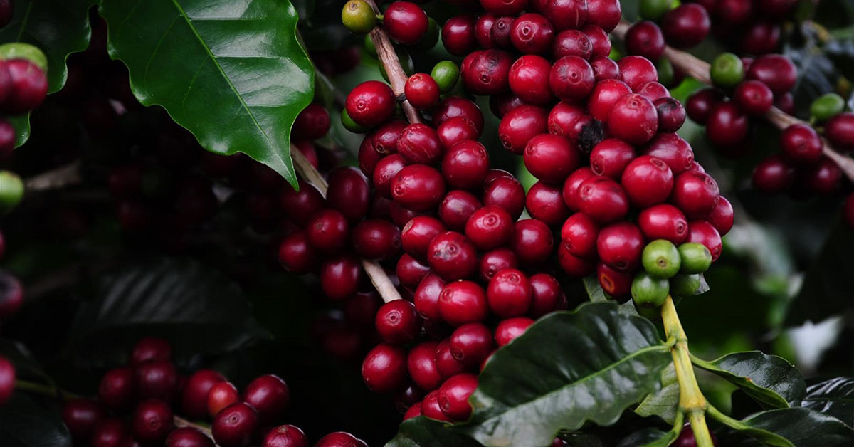 Concurso de Qualidade dos Cafés de Minas tem inscrições só até dia 6