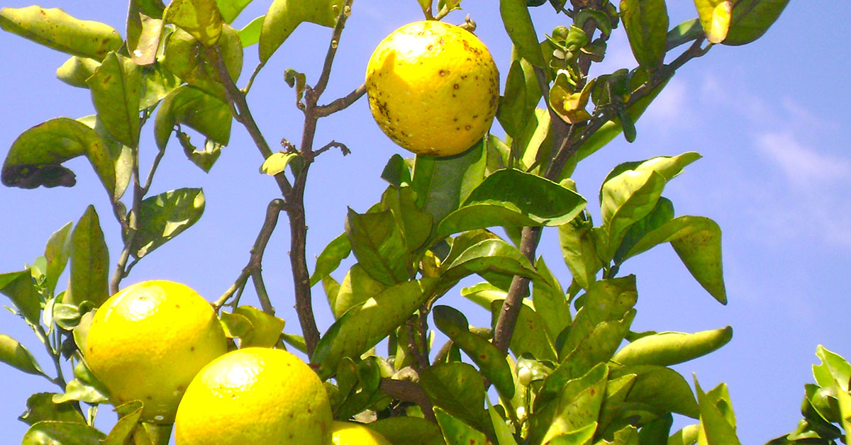 Produtores de frutas cítricas têm até 15 de julho para apresentar relatório de greening