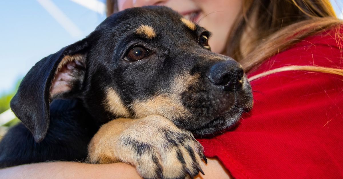 Indústria pet está otimista com o desempenho em 2023