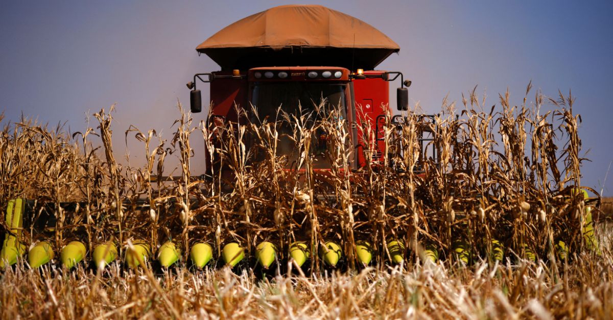 Governo brasileiro reduz preço mínimo do milho e outros produtos agrícolas