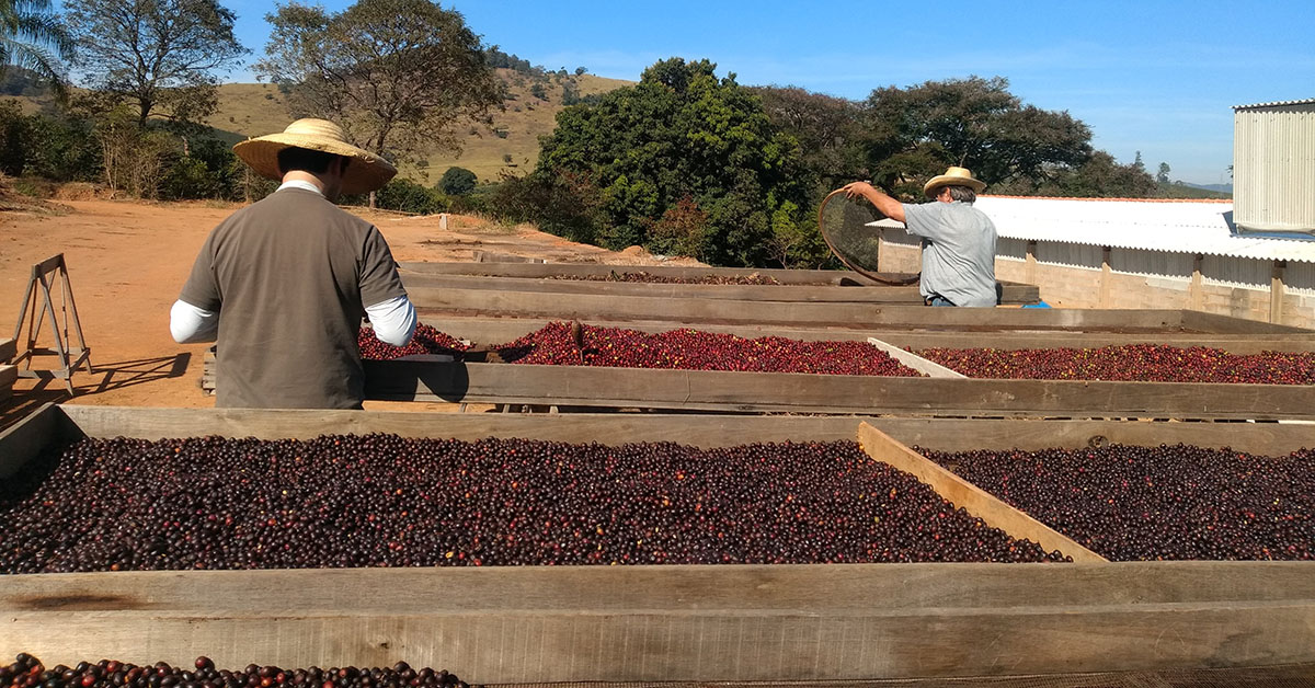 Pesquisadores e professores da UFV percorreram todas as regiões produtoras de café de MG | Crédito: Cultivar Cafés