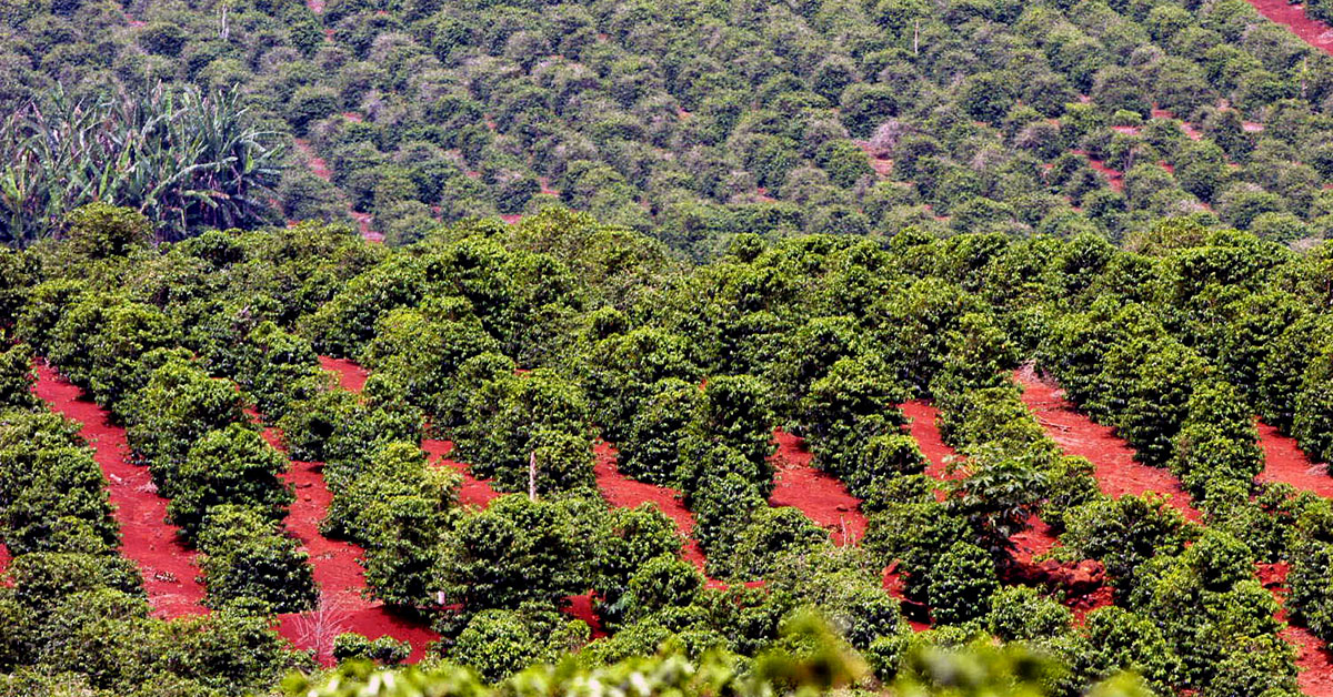 Crédito rural para Minas cresce 10% no primeiro bimestre da safra
