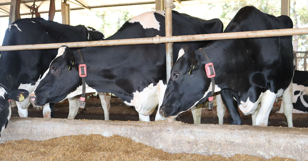 Coleira da CowMed dá voz às vacas