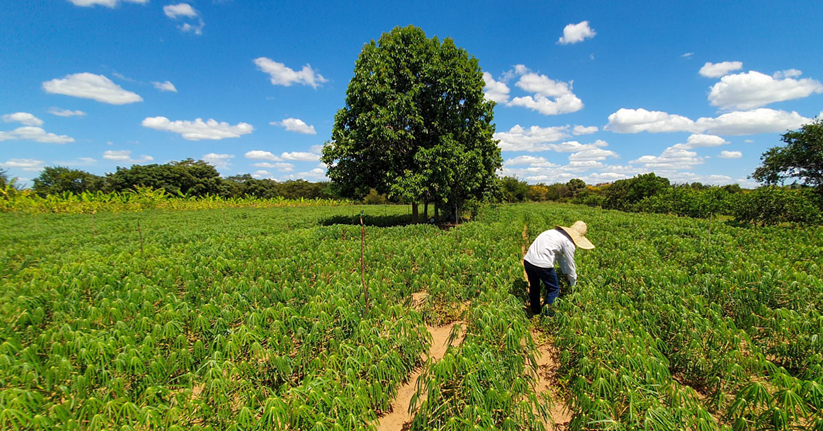 Agricultura familiar em Minas vai ganhar 13 mil kits de irrigação