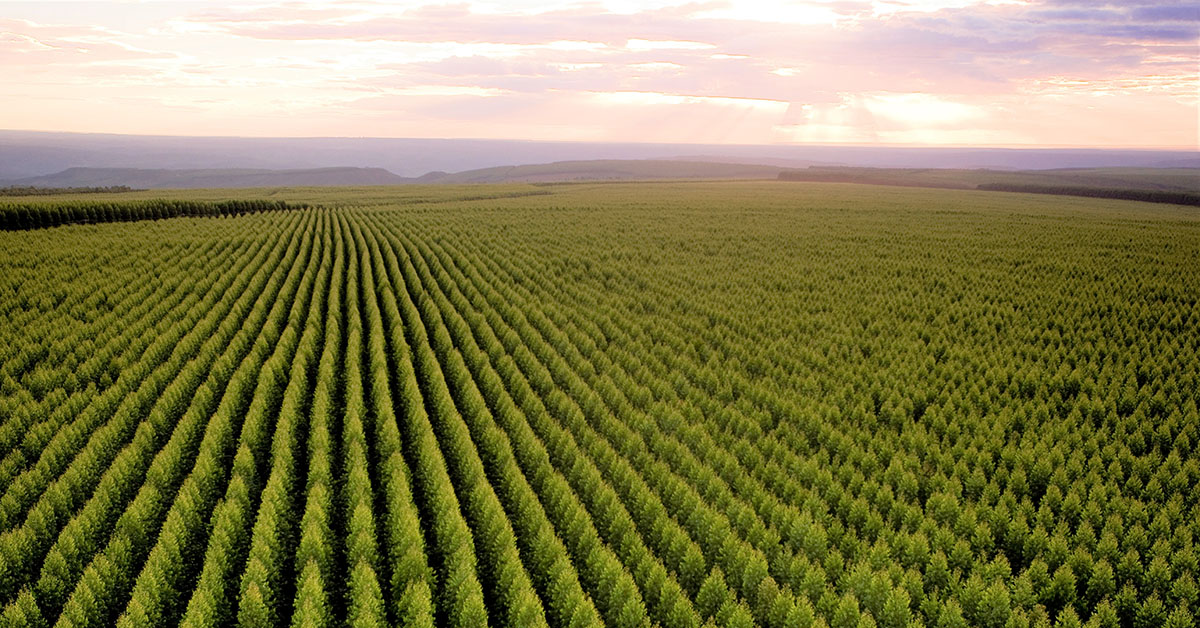 Nasceu o Mercado de Carbono regulado no Brasil