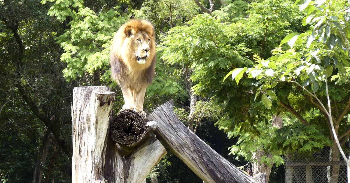 Os zoológicos estarão abertos no fim de semana | Crédito: Prefeitura de Belo Horizonte / Érica Beatriz