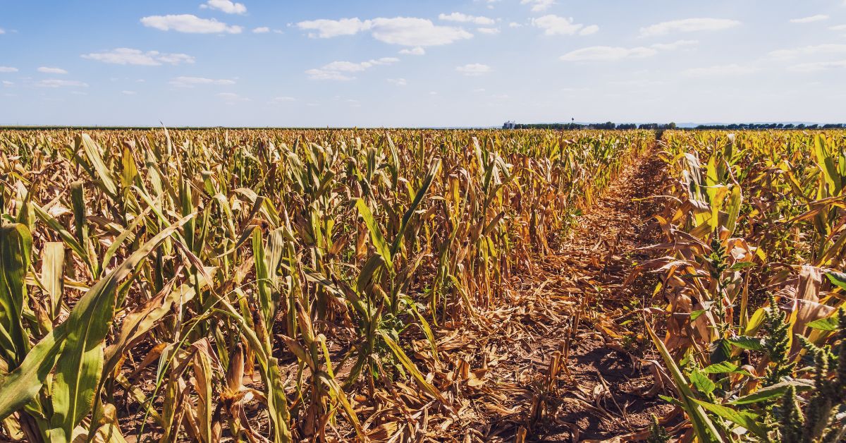 Produção de milho devastada e seca devido à longa seca em pleno inverno | Crédito: Embrapa/Cornélio França
