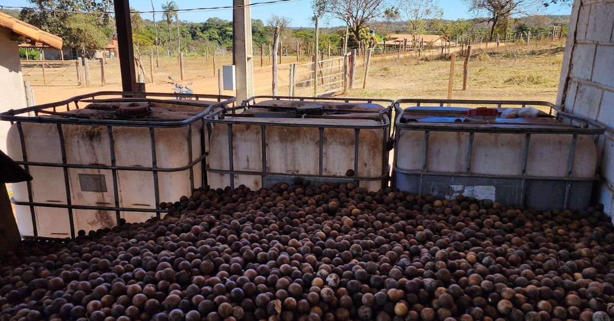 Montes Claros recebe repasse do governo para o fomento do agroextrativismo