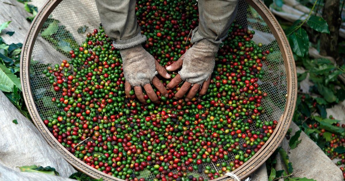Exportação de café do Brasil recua 4,3% em setembro