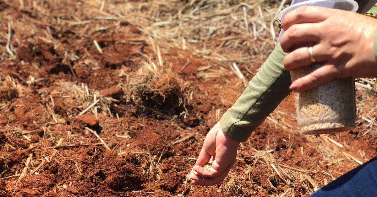 Ministro confirma exoneração de diretor envolvido no leilão do arroz