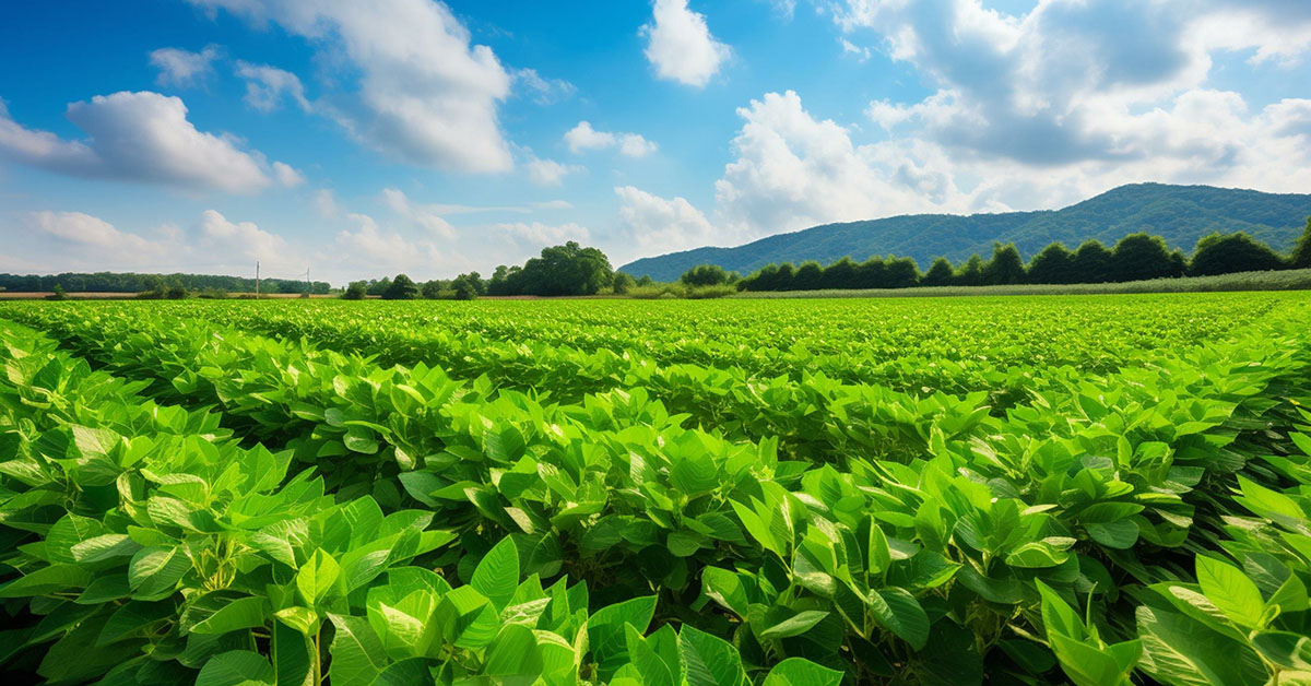 Hoje, Brasil alimenta mais de 1  bilhão de pessoas no planeta e quer ser “fazenda do mundo” | Crédito: Adobe Stock