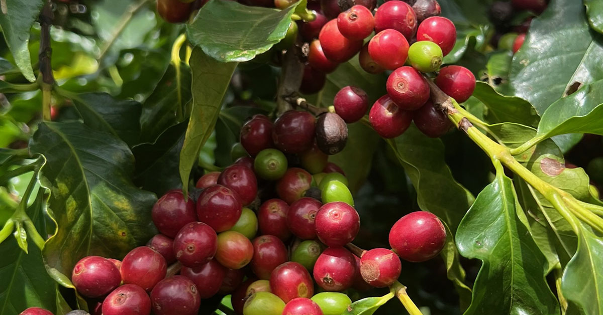 Faturamento bruto do Agro de Minas está estimado em R$ 123 bi