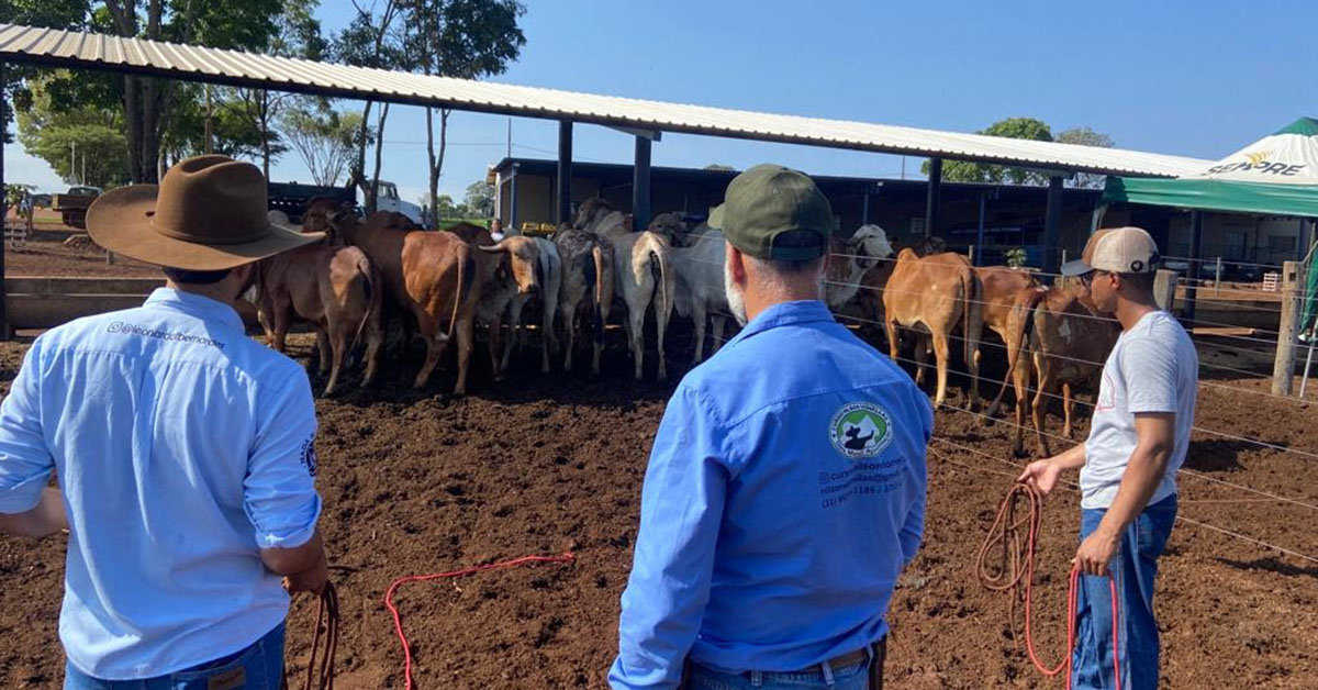 Manejo de novilhas é diferenciado