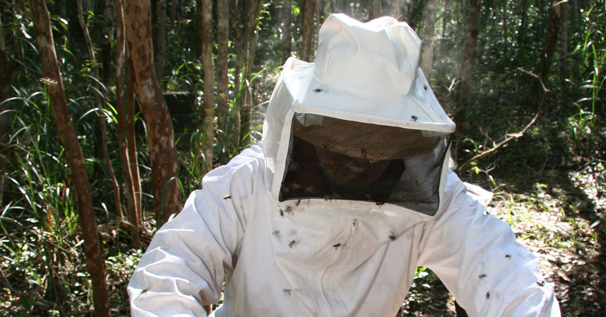 IMA simplifica cadastro de produtores mineiros de abelhas