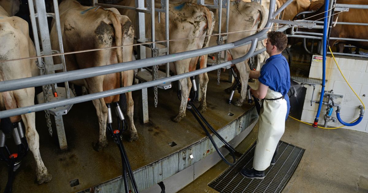 Mudança no Programa Mais Leite Saudável deve beneficiar setor