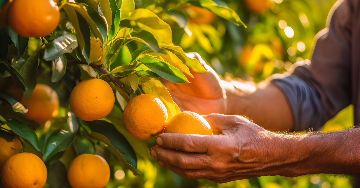 Tarifa de 50% atinge subprodutos do suco de laranja e prejuízo alcança R$ 1,54 bilhão