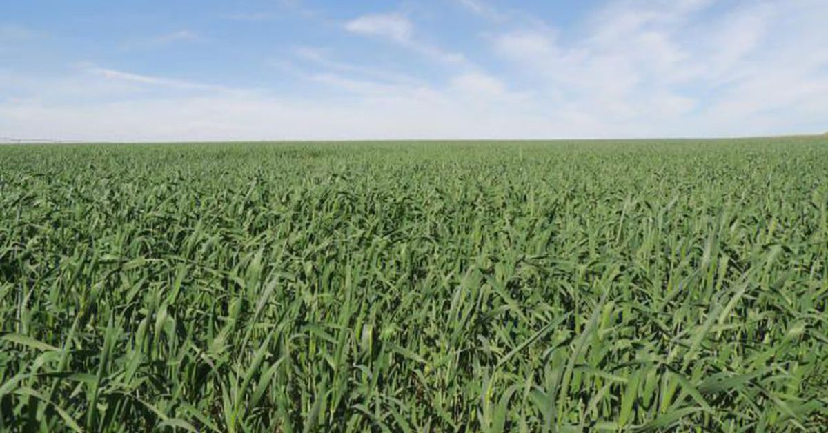 Conheça as possíveis consequências das emergências climáticas sobre a agropecuária
