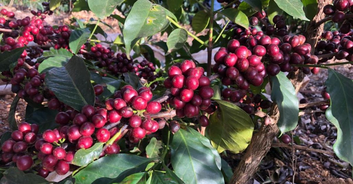 Café Geisha, do Orfeu Cafés, conquista o Cup of Excellence Brazil 