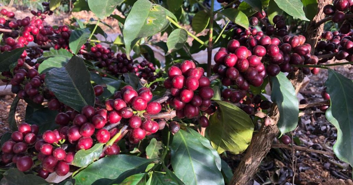 Café Geisha premiado da Orfeu é plantado na Fazenda Rainha, na divisa de Minas e SP | Crédito: Divulgação/Orfeu Cafés Especiais