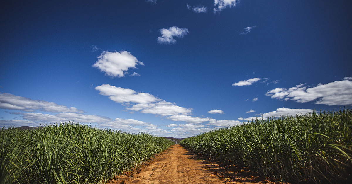 Na avaliação da Siamig é provável que a produção de cana-de-açúcar ultrapasse 76 milhões de toneladas na atual safra em Minas | Crédito: Richard Teles