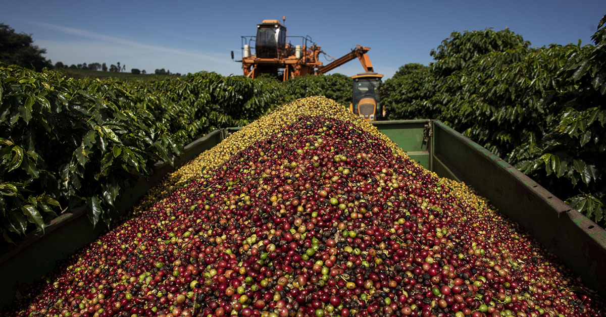 Faturamento com as exportações de café mineiro recuou 21% | Crédito: Marcus Desimoni/NITRO