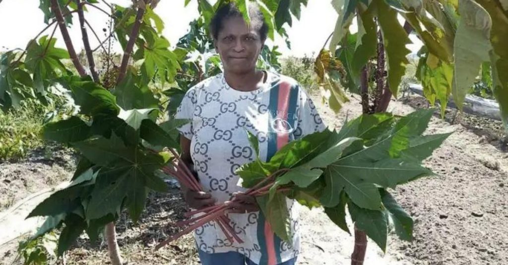 Divulgação/CBA agroecologia