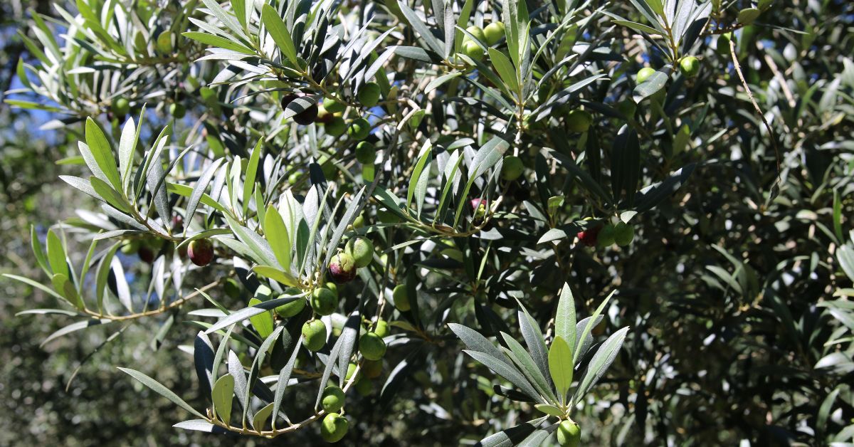 Serra da Mantiqueira prepara-se para boa colheita das azeitonas