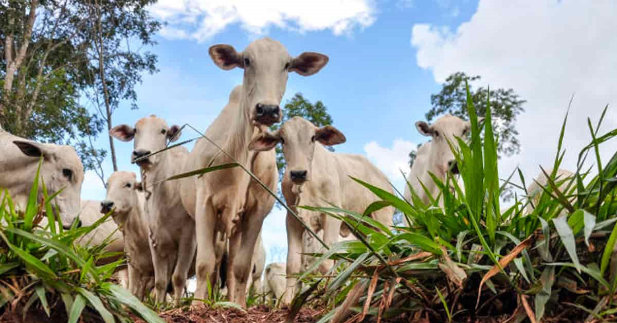 Suspenso por três meses ICMS para gado bovino