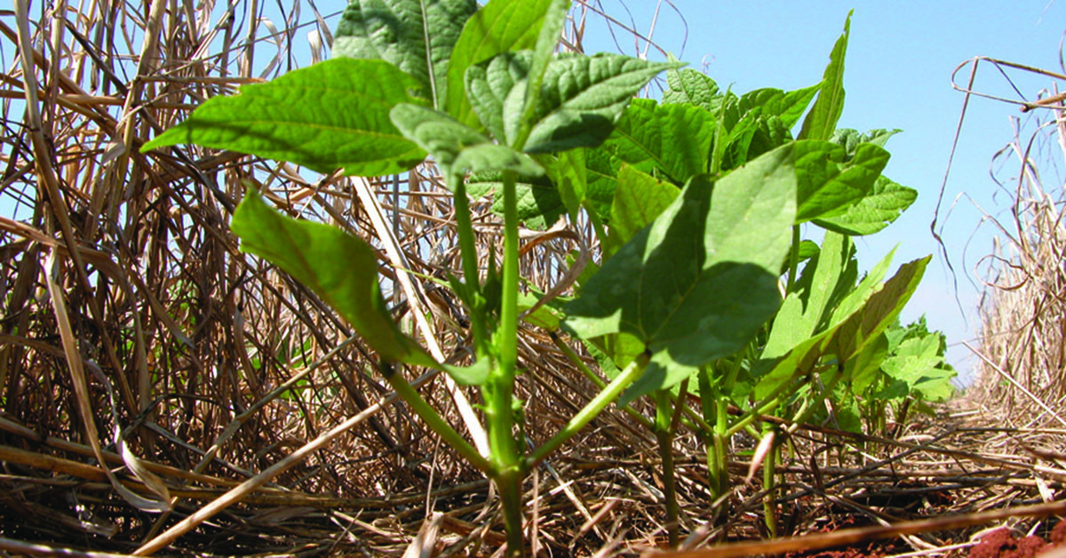 Zoneamento Agrícola de Risco Climático para semeadura do feijão é publicado