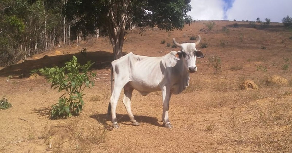 Na pecuária, balanço aponta que em 56,4% das propriedades o estoque volumoso para alimentar o gado está esgotado | Crédito: Reprodução/ Seapa