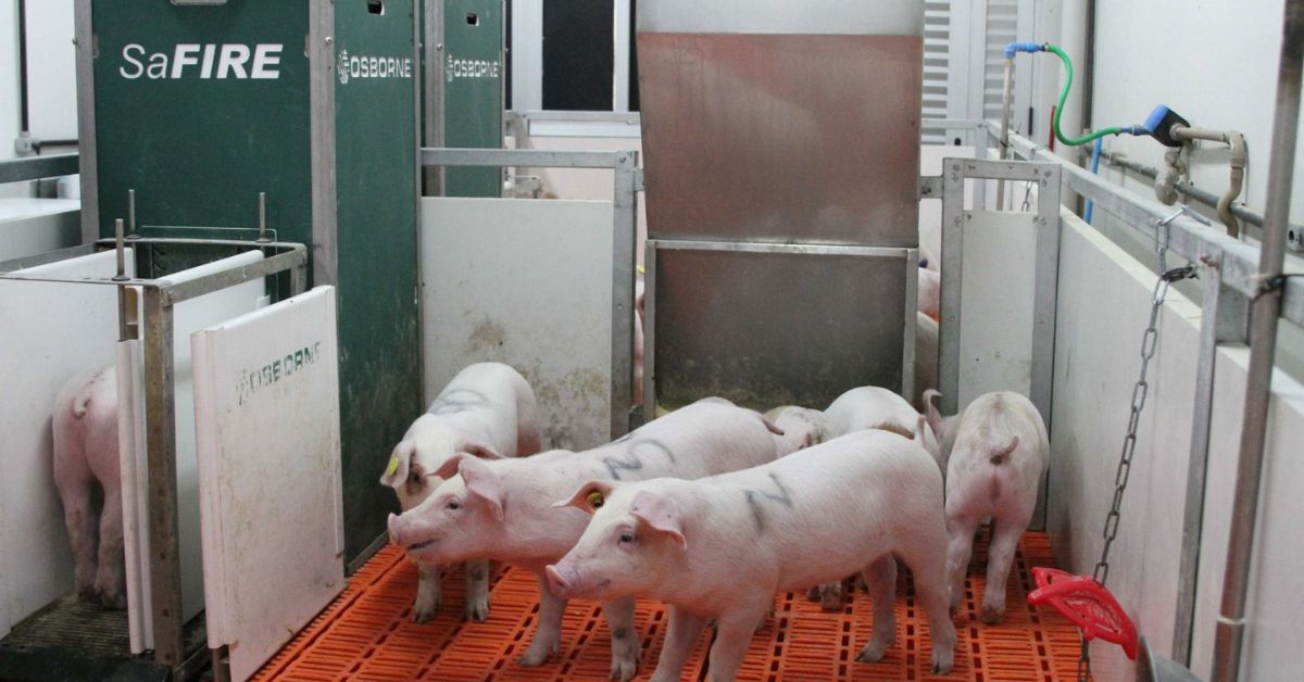 Granja de suínos da UFMG conquista certificação FairFood de bem-estar animal