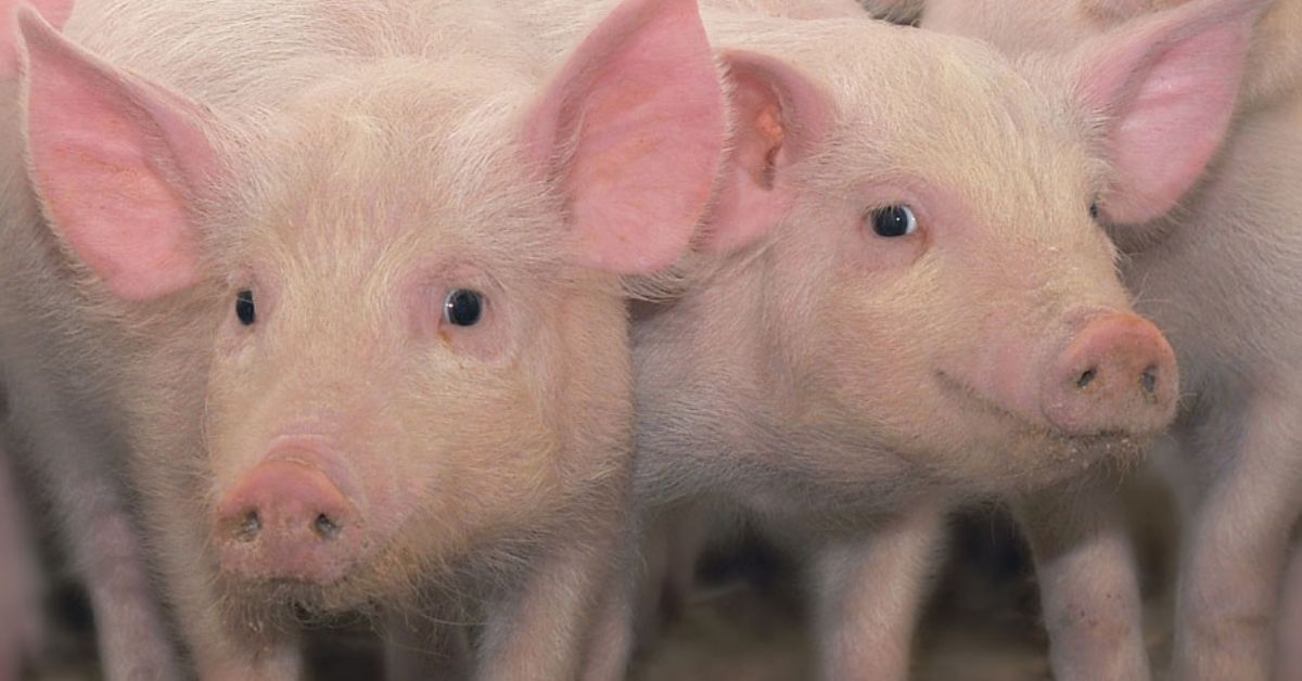 Hub MG Agro seleciona startups para projeto de crédito de carbono na suinocultura