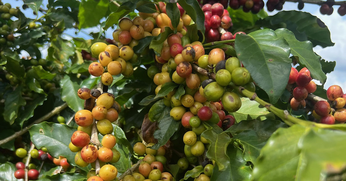 Produção do País deve ser 5,5% maior