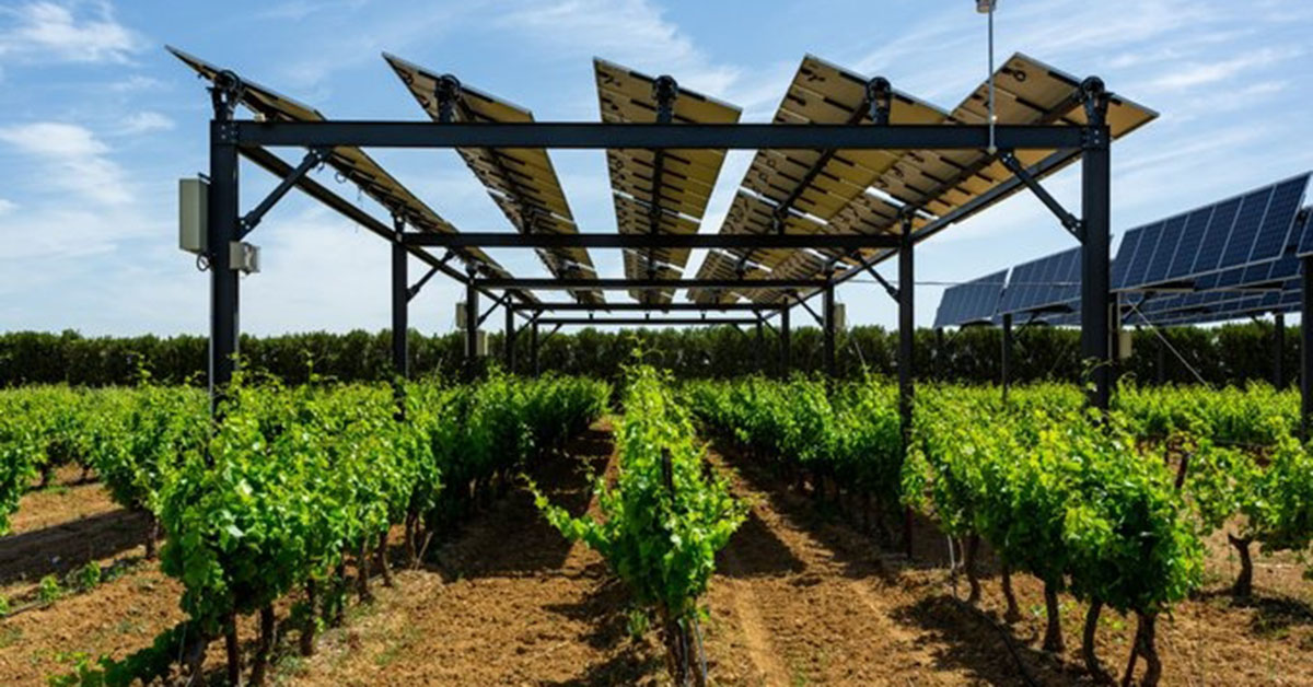 Projeto de energia agrivoltaica já tem culturas de testes definidas