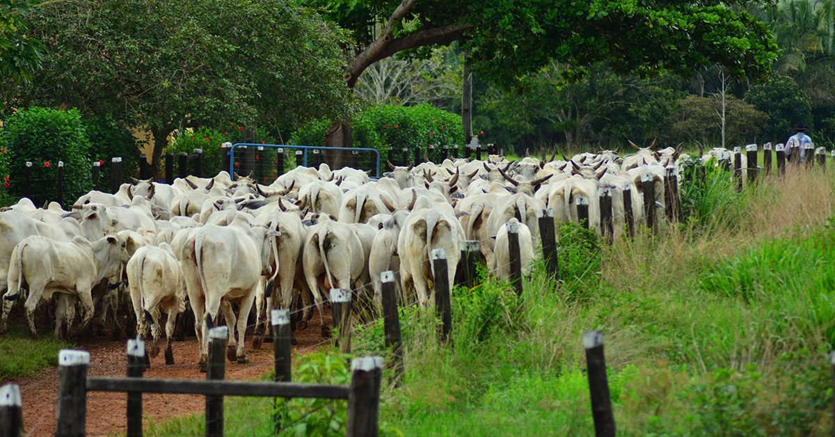 Brasil é referência mundial em genética bovina; País conquista, cada vez mais, outros mercados | Crédito: Divulgação