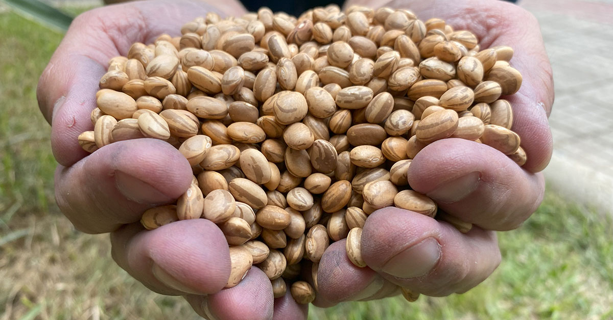 Sementes de feijão chegam aos produtores