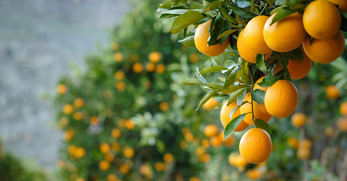 Frutas não atingem tamanhos esperados por chover menos | Crédito: Adobe Stock