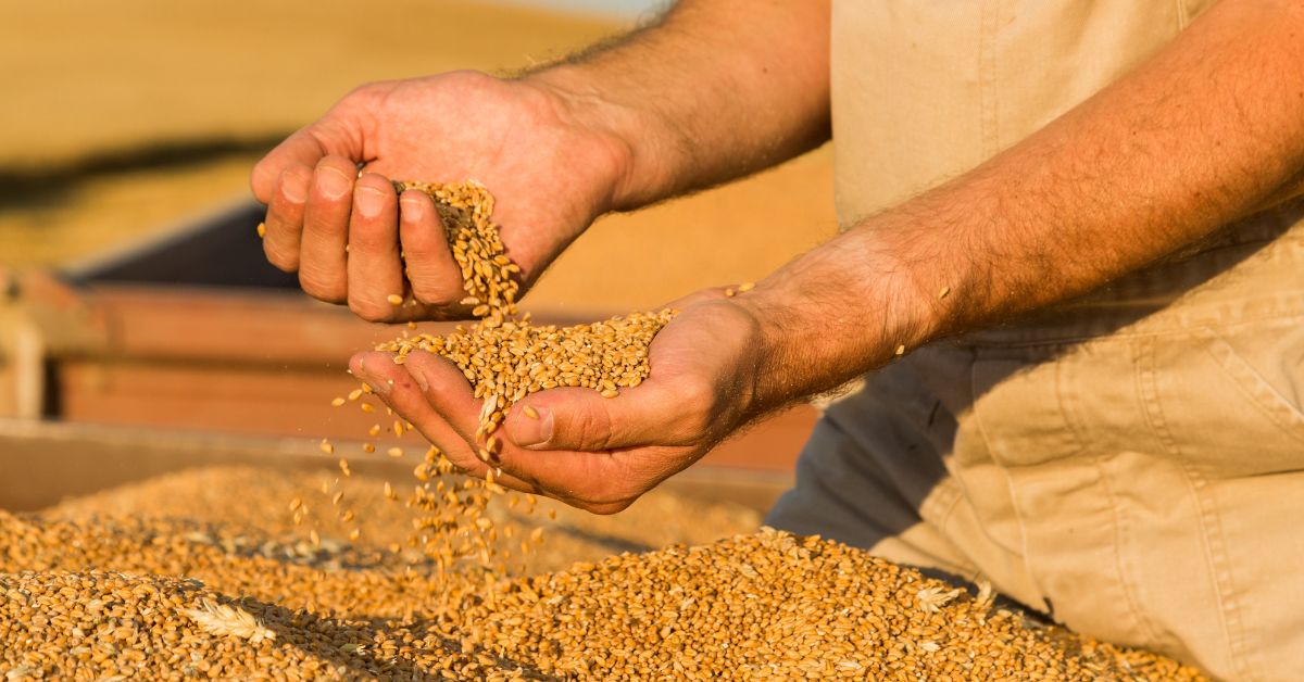 China lança plano para aumentar consumo de grãos e cereais