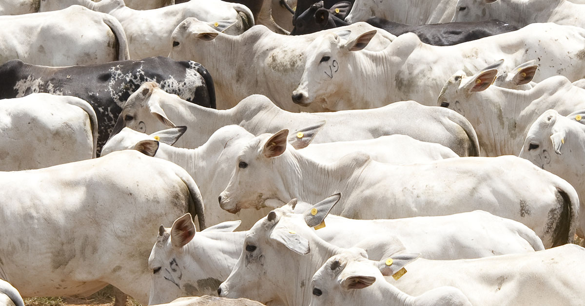 Emissões de metano aumentam no Brasil, o maior exportador de carne bovina do mundo