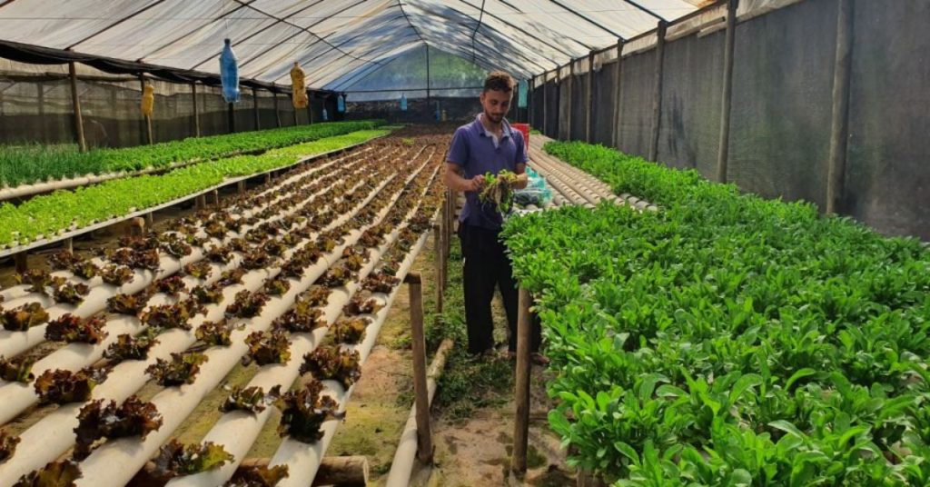 Fomento Agro contempla cultivo de hortaliças hidropônicas. Foto: Humberto Trajano