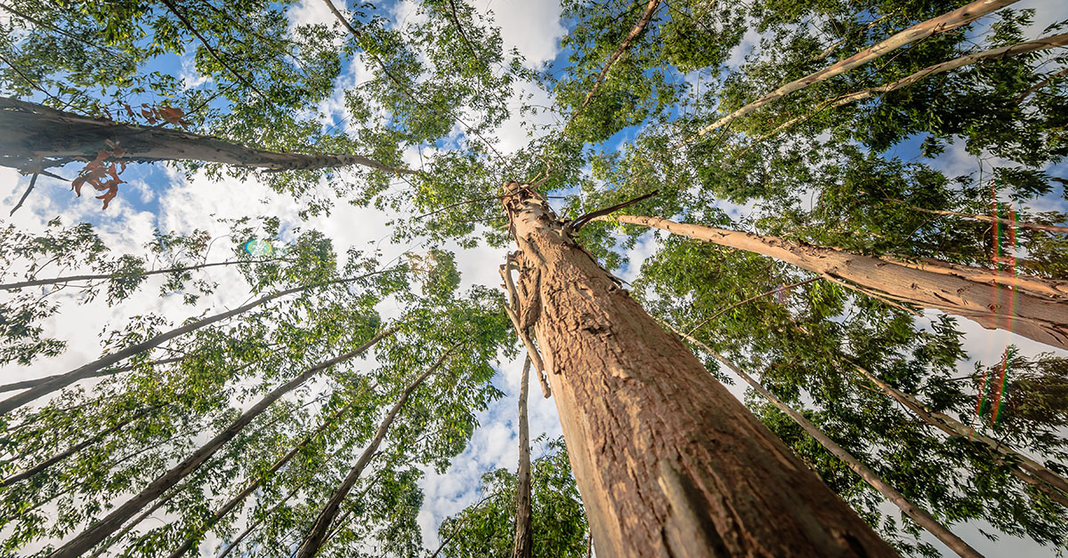 Cada oito toneladas do fertilizante da Verde Agritech pode remover uma tonelada de CO² |  Crédito: Adobe Stock