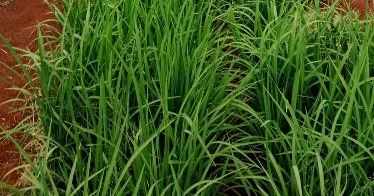 Consórcio de café e arroz é implantado no Sul de Minas Gerais