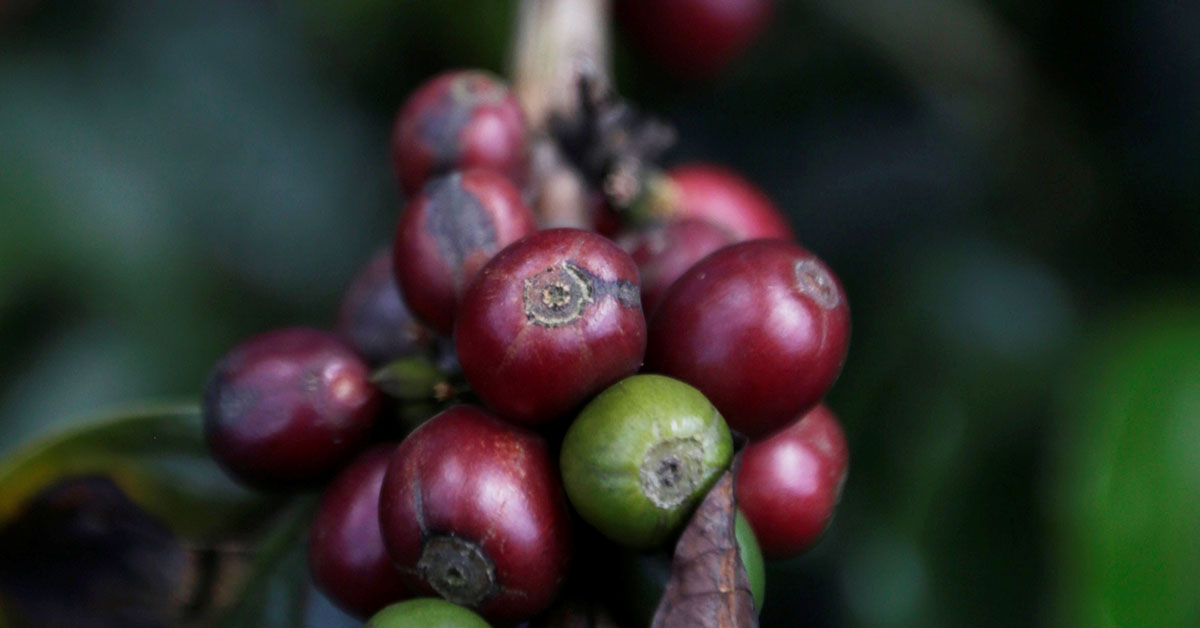 Exportações de café de Minas para a China crescem quase 4.000% em 10 anos